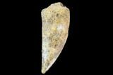Raptor Tooth - Real Dinosaur Tooth #87813-1